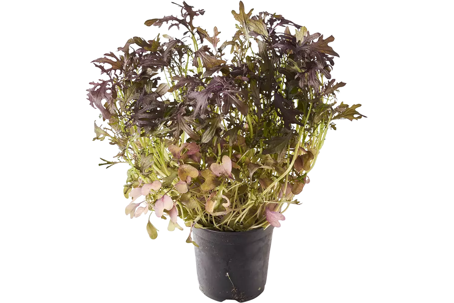 BIO Mosterd frills rood in pot doos 2st stuk 1